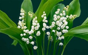 Lily-of-the-valley_1824051c